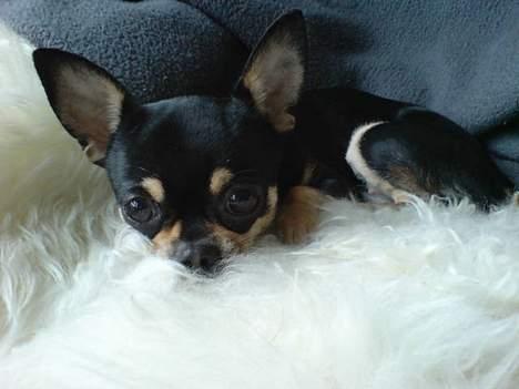 Chihuahua Odessa billede 3