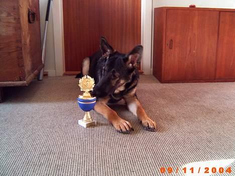 Schæferhund Karl Max billede 1