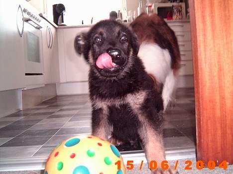 Schæferhund Karl Max billede 2