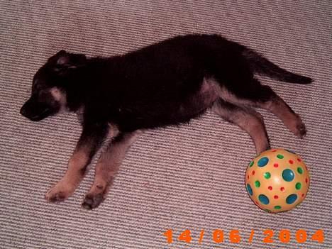 Schæferhund Karl Max billede 3