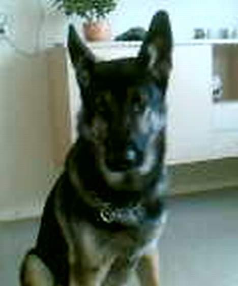 Schæferhund Karl Max billede 5