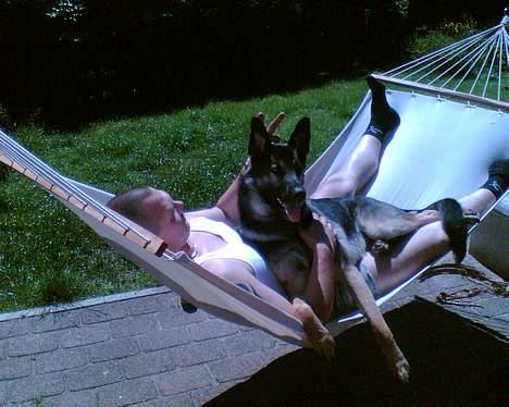 Schæferhund Karl Max billede 6