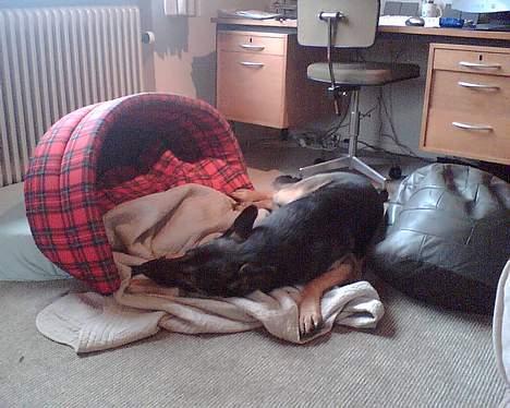 Schæferhund Karl Max billede 7