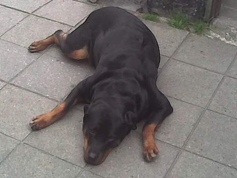 Rottweiler Kakestto's Cheetah *RIP* - Lille Hund i haven i sommers :) billede 2