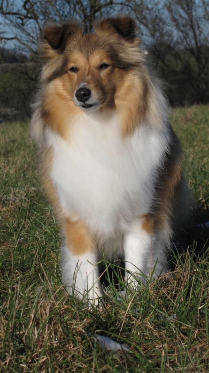 Shetland sheepdog Sonja billede 1