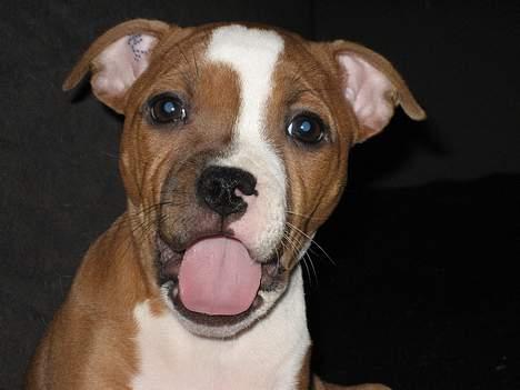 Staffordshire bull terrier Mille billede 1