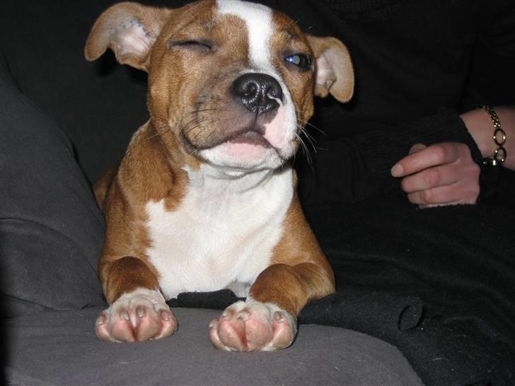 Staffordshire bull terrier Mille billede 2