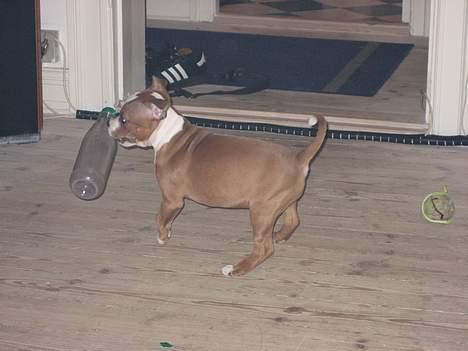 Staffordshire bull terrier Mille billede 3