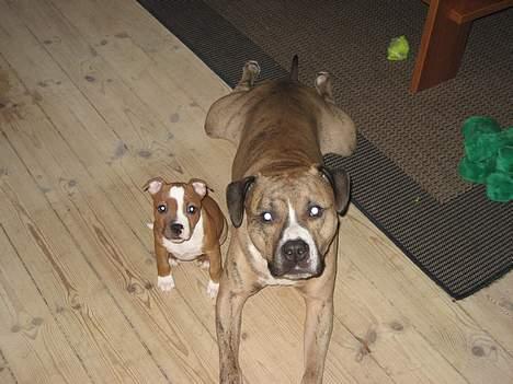 Staffordshire bull terrier Mille billede 4