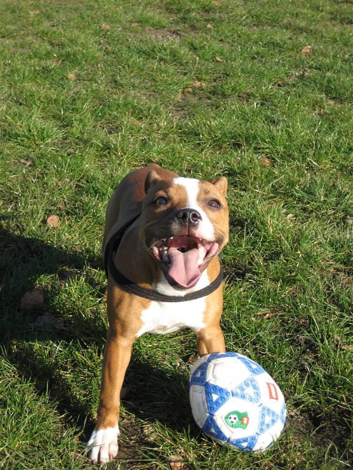 Staffordshire bull terrier Mille billede 5