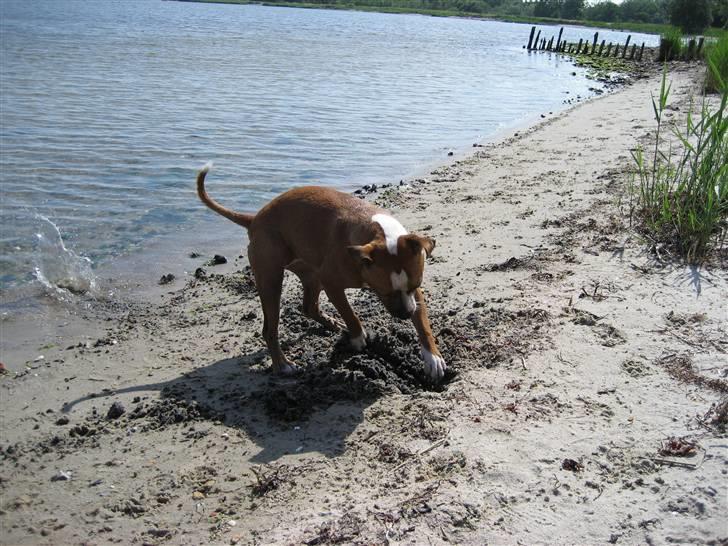 Staffordshire bull terrier Mille billede 6