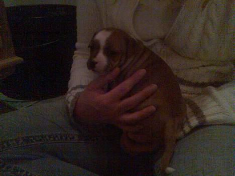 Staffordshire bull terrier Mille billede 7