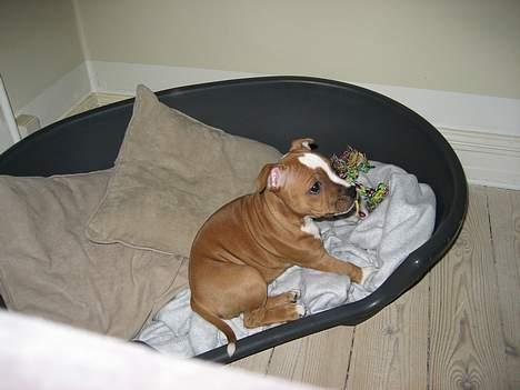 Staffordshire bull terrier Mille billede 8