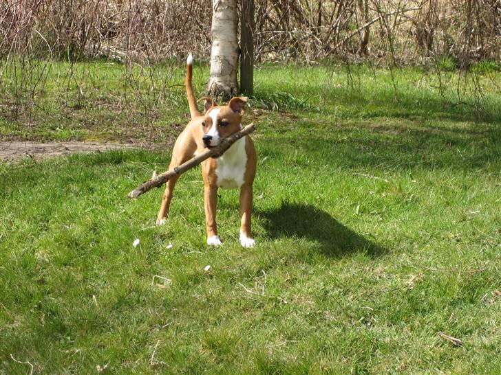 Staffordshire bull terrier Mille billede 9