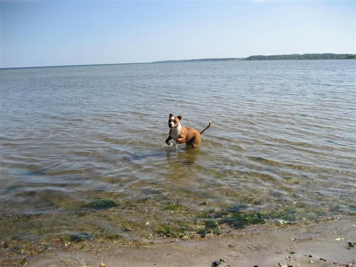 Staffordshire bull terrier Mille billede 10