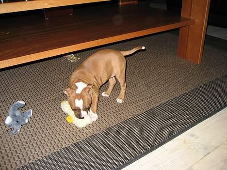 Staffordshire bull terrier Mille billede 11