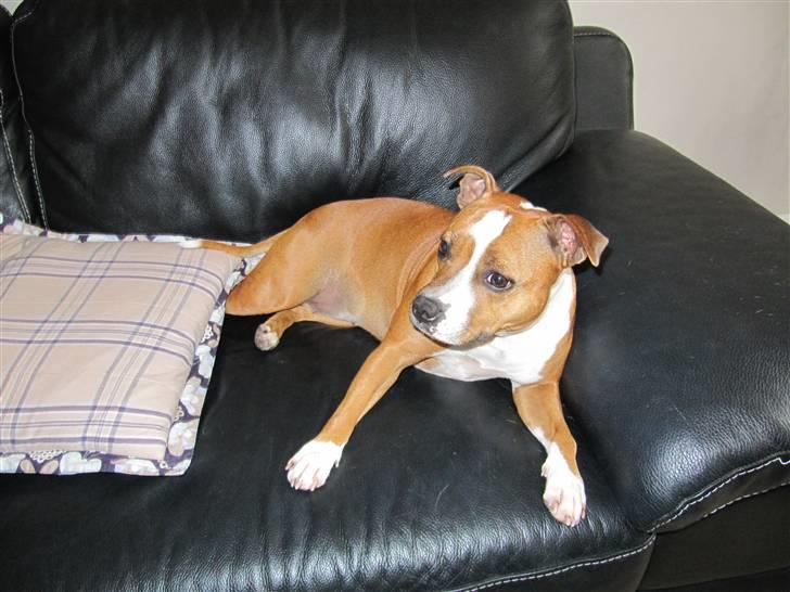 Staffordshire bull terrier Mille billede 12