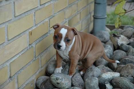 Staffordshire bull terrier Mille billede 13