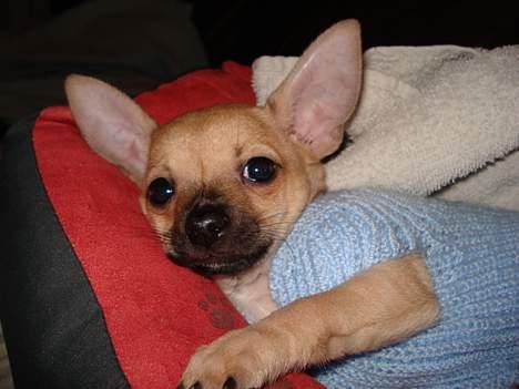 Chihuahua FnuKi billede 14