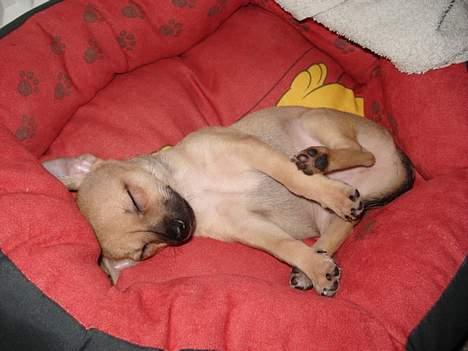 Chihuahua FnuKi billede 15