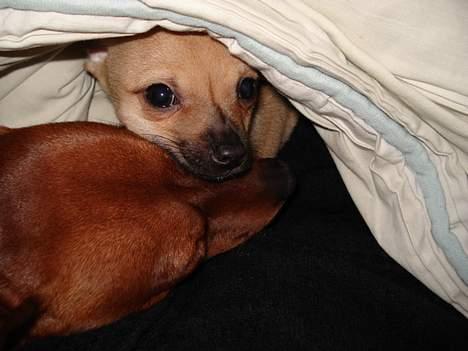 Chihuahua FnuKi billede 16