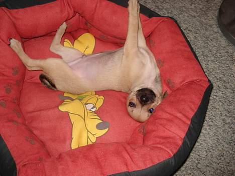 Chihuahua FnuKi billede 17