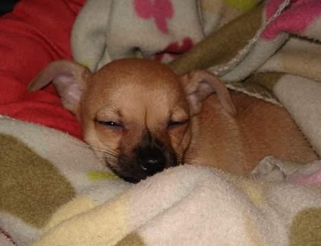 Chihuahua FnuKi billede 18