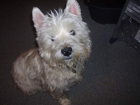 West highland white terrier Frederik billede 1