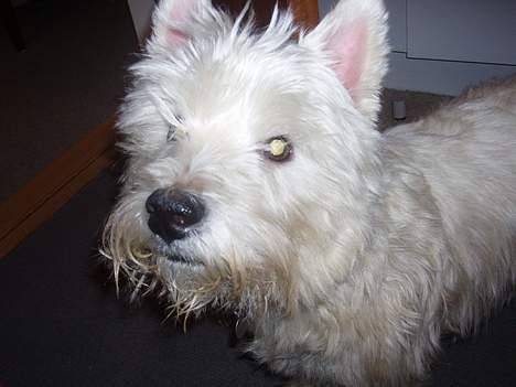 West highland white terrier Frederik billede 2