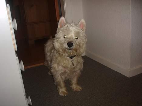 West highland white terrier Frederik billede 3