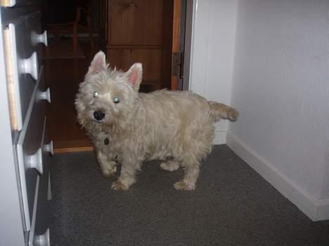West highland white terrier Frederik billede 4