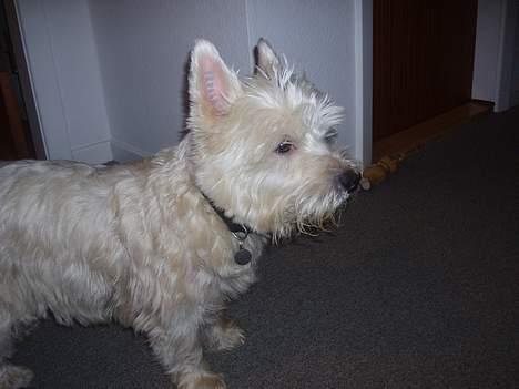 West highland white terrier Frederik billede 5