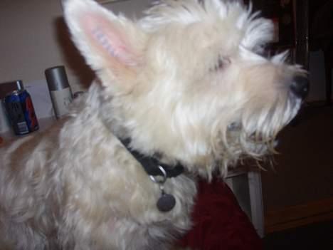West highland white terrier Frederik billede 6