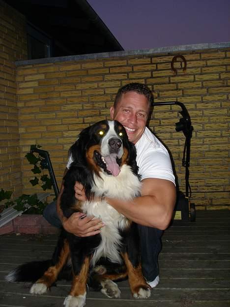 Berner sennenhund Yimbo    R.I.P. - fars lille dreng "s" billede 2