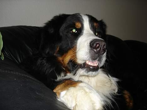 Berner sennenhund Yimbo    R.I.P. - Er lidt fornærmet her! GGG billede 3