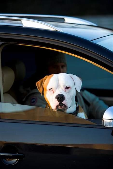 Amerikansk bulldog Bailey - Ude og kører i fars fede bil billede 20