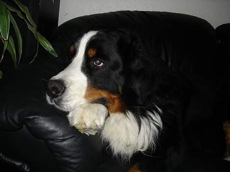 Berner sennenhund Yimbo    R.I.P. - Puh ha træt efter en lang gå tur........ billede 4