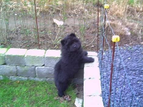 Chow chow Fuh Thu Josefine - Lige ankommet hos min mor og far... Spændende have. billede 4