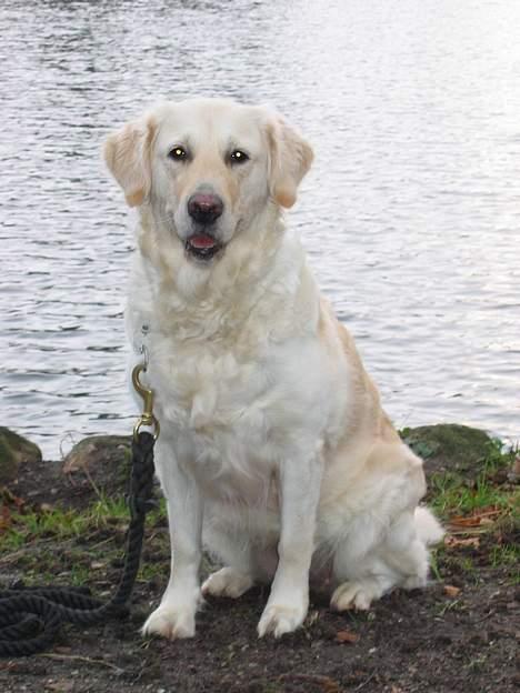 Golden retriever Joy billede 3