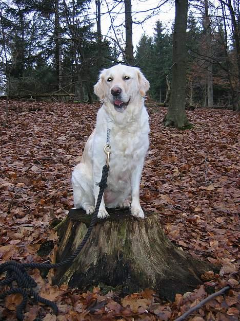Golden retriever Joy billede 4