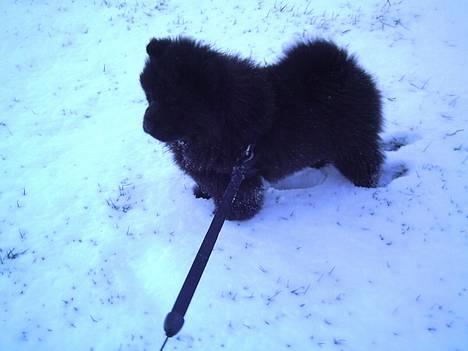 Chow chow Fuh Thu Josefine - Min første sne i hele mit laaaange liv... Dejligt det kan jeg godt li´..... billede 9