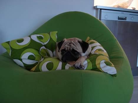 Mops Fiona - jeg prøver at sove billede 5