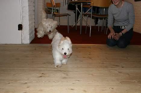 Coton de tulear Disco - Disco har besøg af lille Disney på 13 uger, og der er fart over feltet!! billede 15