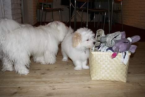 Coton de tulear Disco - Disco & Disney billede 16