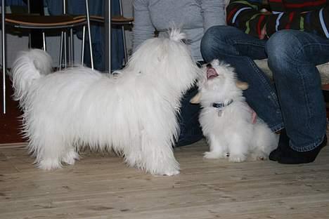 Coton de tulear Disco - Masser af leg billede 17