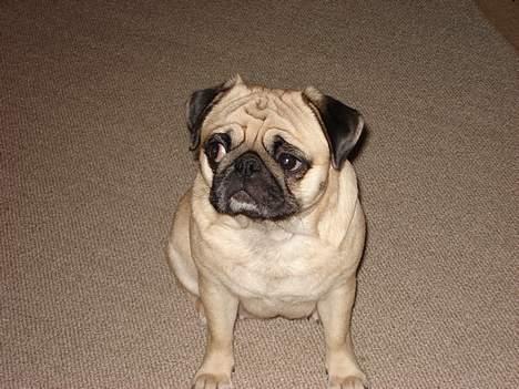 Mops Fiona - Hvad glor du på ???? billede 6