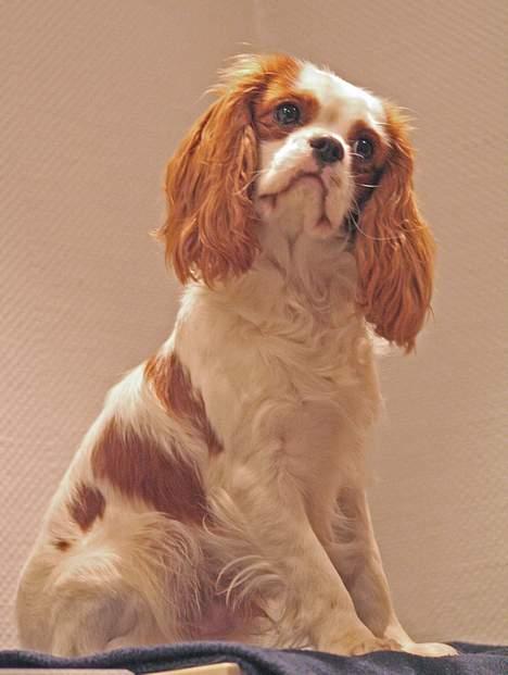 Cavalier king charles spaniel Simba - 28/12-06. Hvad siger du mor?                                Foto:schnauzerpower.dk          billede 10
