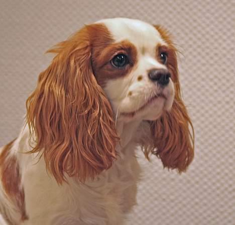 Cavalier king charles spaniel Simba - 28/12-06.                                                                         Foto:schnauzerpower.dk           billede 11