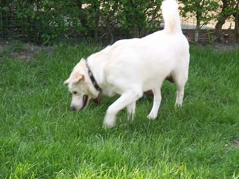 Dværggravhund Felix - nemo felixs bedste ven <3 billede 3