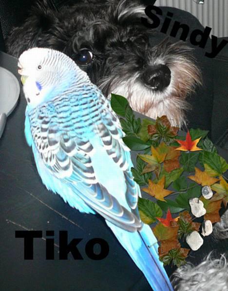 Dvaergschnauzer * ( `´SINDY`´ ) * RIP 25.07.13 - Sindy og (Tiko Død d 040407) billede 11